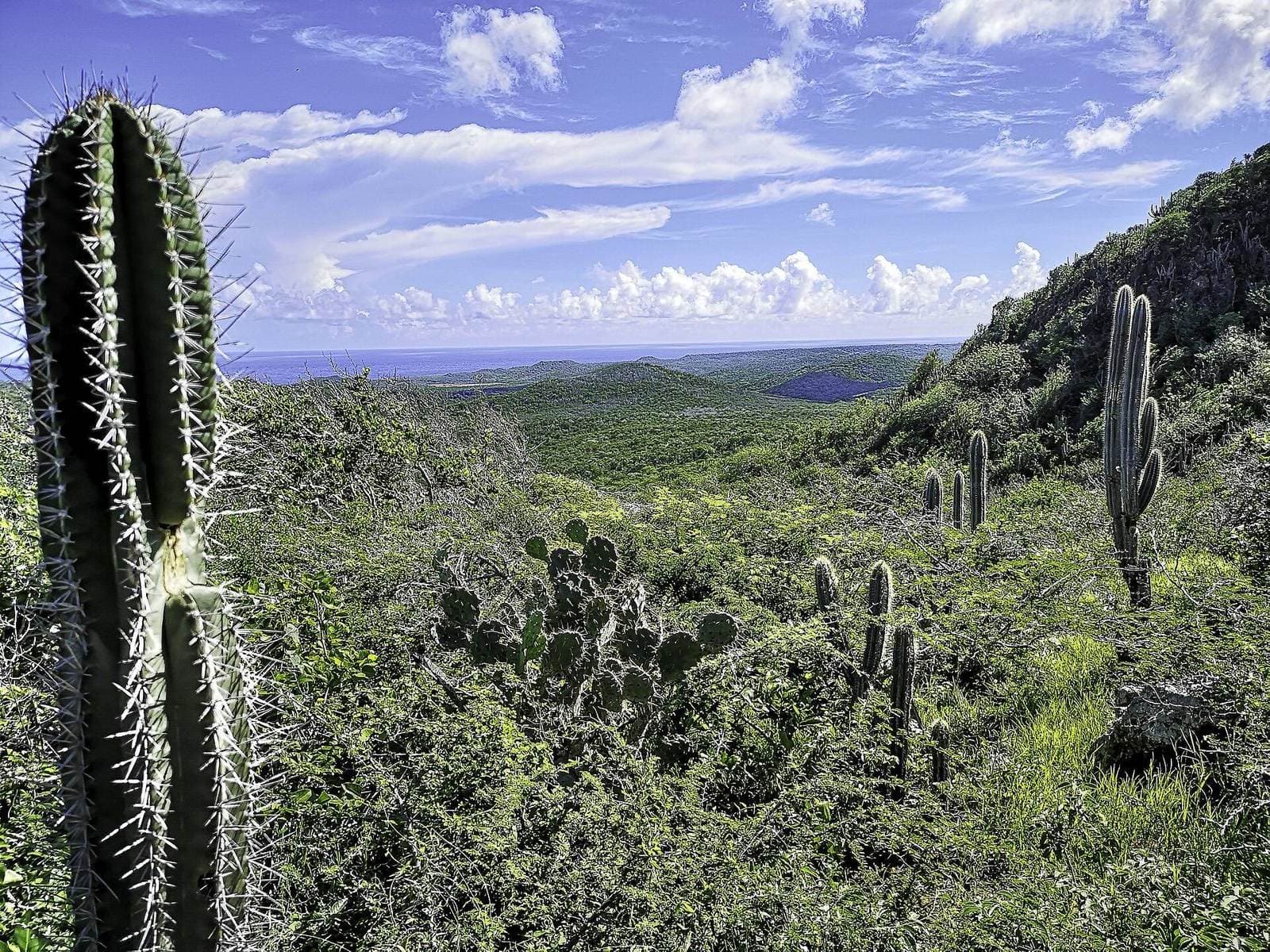 Cactussen op de flank van de Christoffelberg, Curaçao