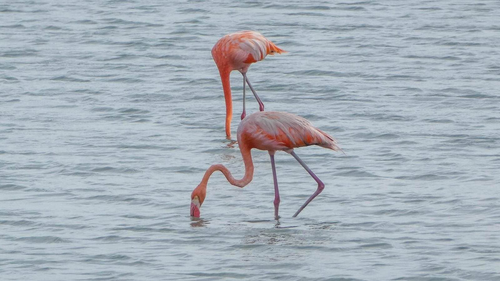 Flamingo's in de zoutpannen van Jan Kok, Curaçao