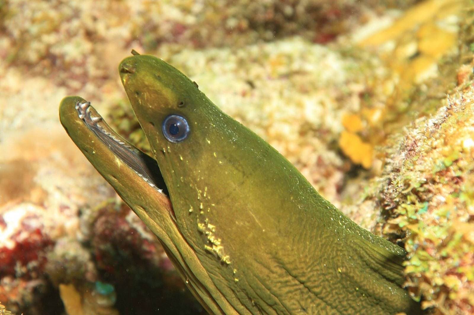 Groene murene op het rif van Curaçao