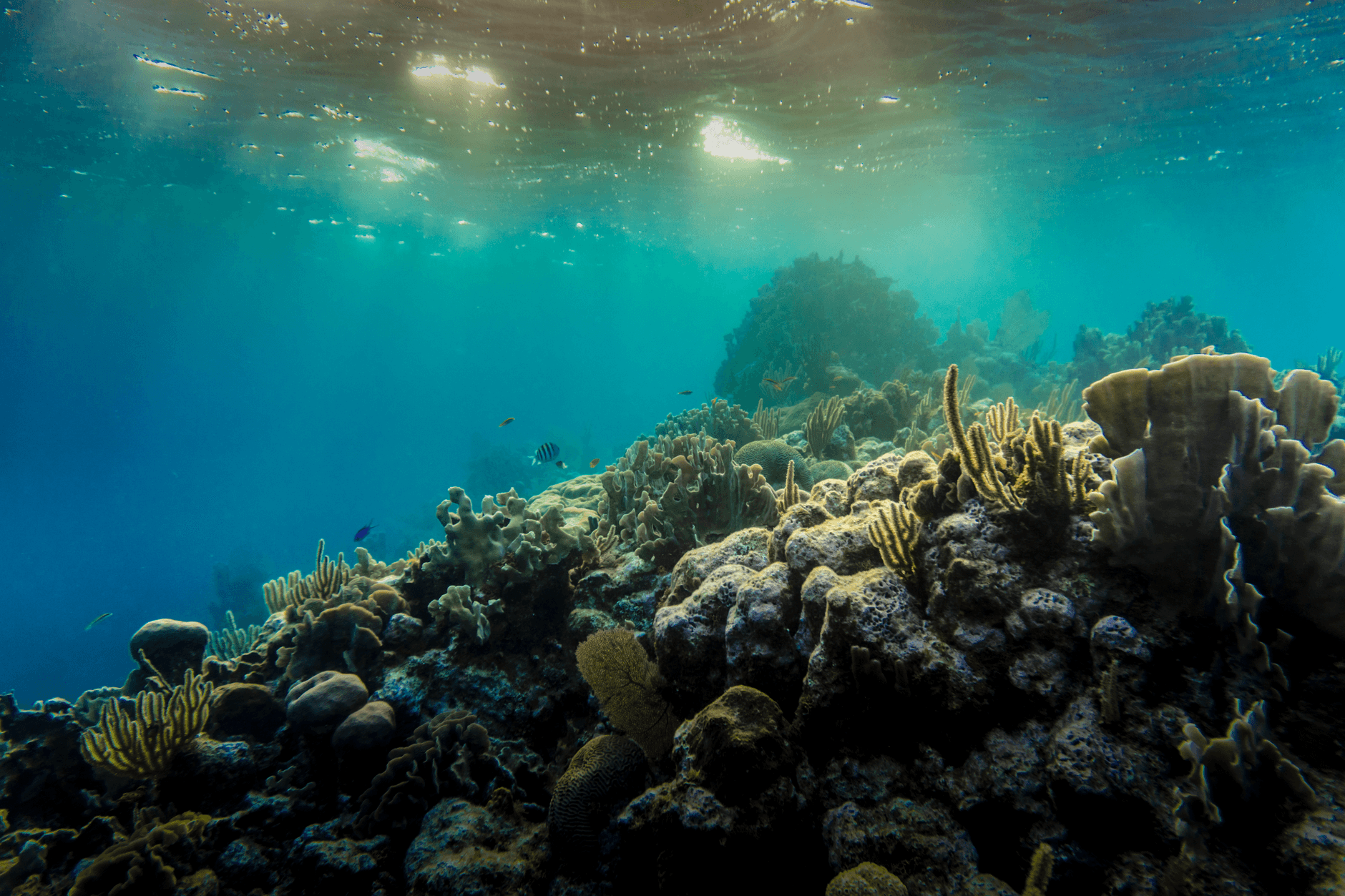 Snorkelaar boven een koraalrif